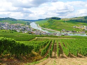 Moselle view with vines in Nittel