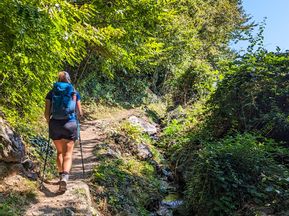Hiker hikes uphill amidst greenery