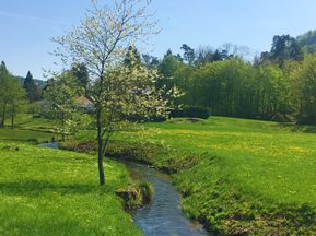 Wandern am Bach durch die schöne elsässische grüne Landschaft