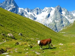 Kuh in unberührter französischer Bergwelt