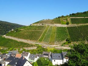 Aussicht auf die Weinberge im Rheintal
