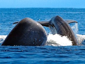 Walbeobachtung auf der Azoren Wanderreise