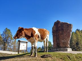 Kuh auf der Lussari-Alm