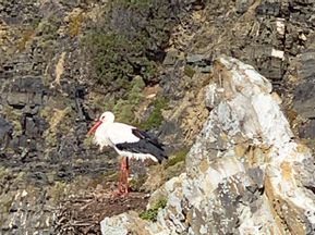 Stork on a rock