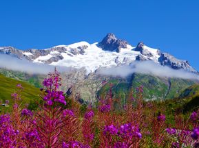 Floral splendor in the Mont Blanc region