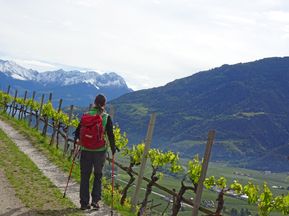 Wandern durch die schönen Weinberge in Italien