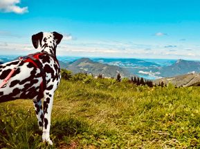 Panorama im Wanderurlaub mit Hund