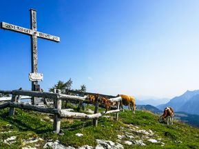 Kühe beim Gipfelkreuz im Salzkammergut