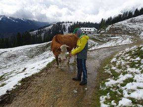 Wanderer begegnet Kuh am Berg