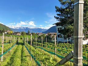 Wanderungen durch die Weinregion Südtirol