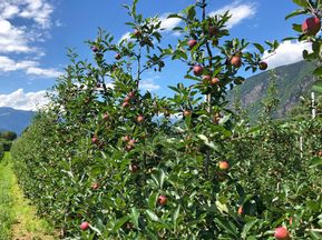 Apfelanbaugebiet in Bozen und Umgebung