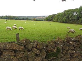 Sheeps on the hiking paths in Cotswolds