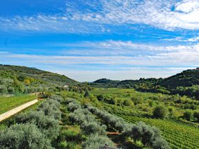 Wandern entlang beeindruckender Oliven- und Weingärten