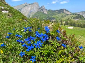 Blaue Blüten, Enzian, Bergpanorama, Almwiesen, Sonnenschein