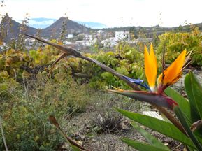 Exotische Pflanzen und Blumen entlang der Wanderstrecke in Teneriffa