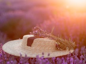 Sun hat lies on a lavender field, Small bunch of lavender lies on the sun hat, purple light, sunset