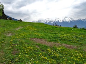 Alpine flowers and snow-covered peaks