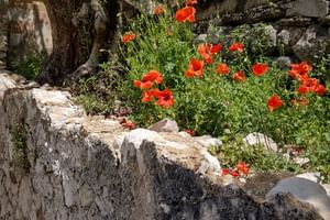 Rote Mohnblumen wachsen zwischen grünem Laub auf einer rustikalen Steinmauer mit einem Olivenbaumstamm in Malcesine, Italien.