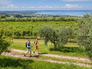 Hiking couple between olive trees and vineyards with a view of Lake Garda