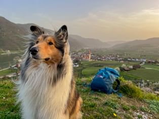 Langhaariger Collie mit blauem Rucksack auf grasbewachsenem Hügel mit Blick auf Weißenkirchen im Wachau-Tal mit Bergen.