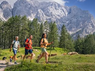 Three hikers with backpacks and poles walking on a mountain trail at Vrsic Pass. Grazing cattle on green meadow, pine forest and rocky peaks behind.