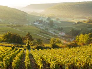 The Burgundy wine region