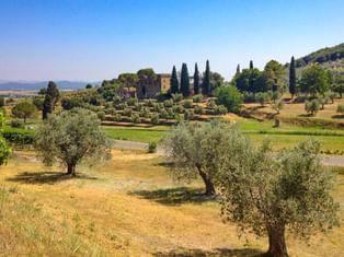 Olive trees in Tuscany