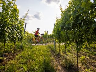 Cycling through the vineyards in the wonderful nature