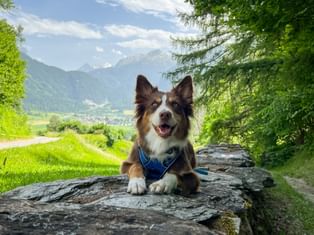 Braun-weißer Hund mit blauem Geschirr liegt auf flachem Felsen, umgeben von grünen Bäumen mit Bergtal und Gipfeln im Hintergrund.