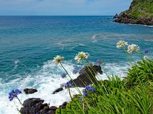Flowers on the coast of Portugal