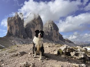 Schwarz-weißer Hund Finn sitzt auf felsigem Weg mit den ikonischen Drei Zinnen in den Dolomiten im Hintergrund unter bewölktem Himmel.