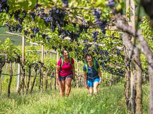 Wanderreisen zur Weinlese in Südtirol