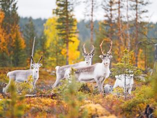 Rentiere im Herbstwald von Lappland