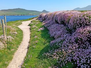 Der Dingle Way in Kerry mit ganz vielen Strandnelken am Wegesrand und mit Blick auf das Meer und grünen Hügeln