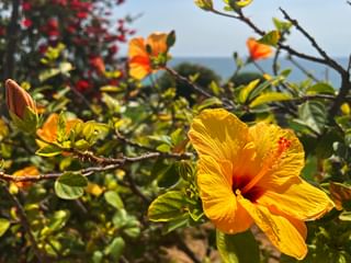 Gelbe Hibiskusblüte auf Strauch mit Meer im Hintergrund