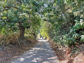 Trees next to gravel path