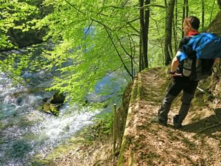 Wanderer auf Waldpfaden