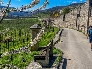 Spring hike in Weissenkirchen in the Wachau region