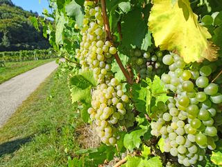 Hiking trail with vineyards on the world heritage trail Wachau
