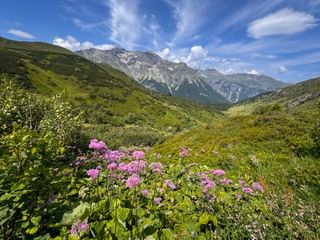 Pink alpine flowers bloom in foreground with green mountain valley and rocky peaks under blue sky near Obernberg on the Garmisch-Sterzing route.