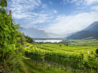 Lush green vineyards in rows on hillside overlooking Lake Garda with mountains in background under partly cloudy sky.