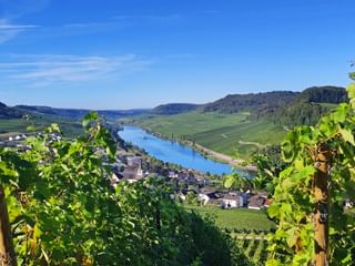 Blick auf die Mosel über Weinreben hinweg