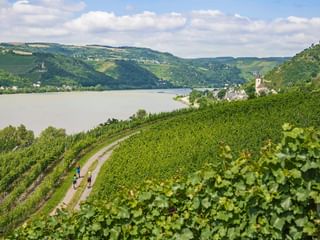 Wanderer inmitten der Weinberge am Rhein