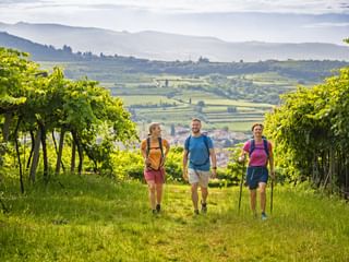 Venetien Valpolicella Weinreben mit Wanderern