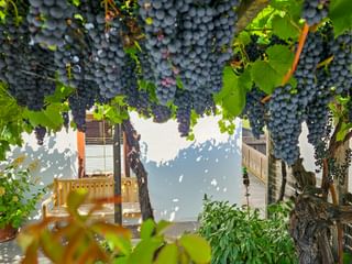 Vines in Castelbello