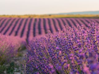 Lavender field in France, lavender flowers in the foreground, purple-coloured field