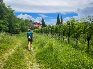 Hiker with backpack walking on grassy trail through vineyard rows on Monte Quarin in Friuli, with pink house and cypress trees visible.
