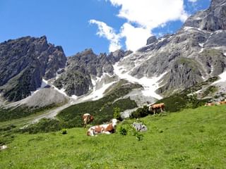 Cows on the submontane Cows on the submontane