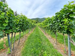 Weinberg in der Wachau