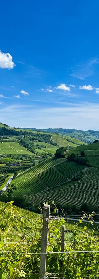 Saftig grüne Weinfelder von Barbaresco